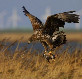 seeadler